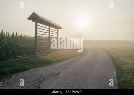 Scène rurale avec une route de campagne à travers un champ de maïs sur un matin brumeux. Banque D'Images