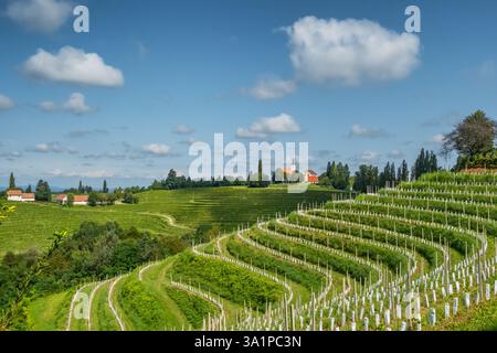 Vignobles dans la région viticole de Jeruzalem, dans l'est de la Slovénie Banque D'Images