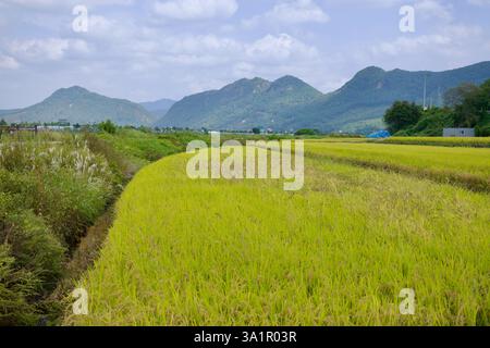 Comté de Sunchang, Corée du Sud - 4 octobre 2021 : les champs de riz doré vibrants s'étendent vers l'horizon, encadrés par des montagnes luxuriantes, illustrant l'Agri Banque D'Images