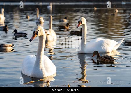 Deux cygnes élégants glissent à travers un lac tranquille entouré de canards, tandis que la lueur chaude du coucher de soleil se reflète sur l'eau, créant un tableau paisible de Banque D'Images