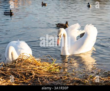 Deux cygnes élégants glissent dans les eaux calmes d'un lac. Le soleil se couche en arrière-plan, créant une atmosphère paisible parmi les canards environnants et Banque D'Images
