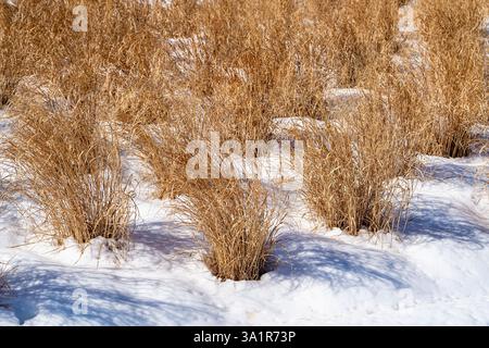 Herbe haute jaune séchée dans la neige d'hiver Banque D'Images