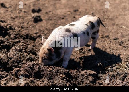 Mignon petit cochon noir, portrait de mini cochon. Un petit cochon dans la boue sur une ferme Banque D'Images