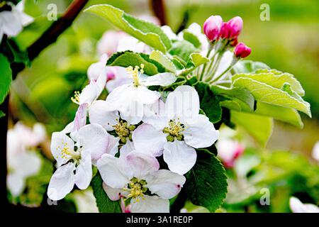 Fleurs blanches d'arbres à fleurs. Les arbres fleurissent. Le printemps est venu Banque D'Images
