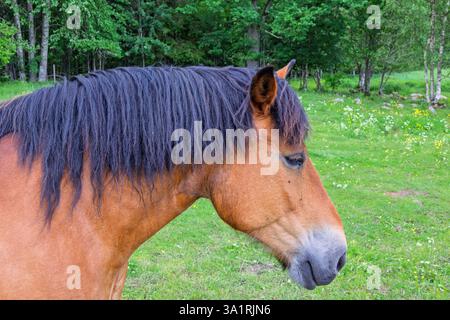 Beau cheval brun avec crinière noire sur une prairie en été Banque D'Images