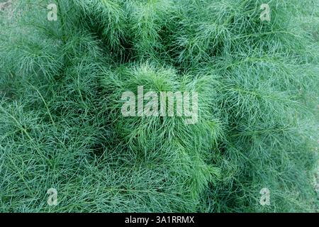 Gros plan du sommet de Ferula communis à Etna-Park, Sicile, Italie Banque D'Images
