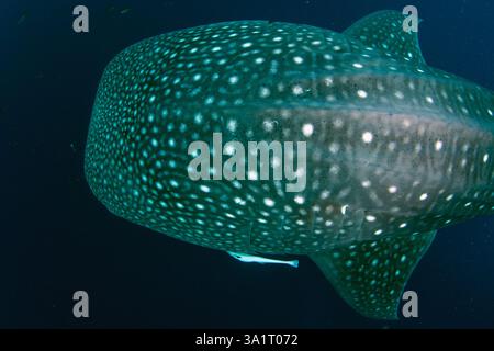 Requin baleine, Rhincodon typus, avec des marques circulaires probablement dues à des tentatives d'un chercheur de prélever un échantillon de biopsie ou peut-être un pêcheur bagan Banque D'Images