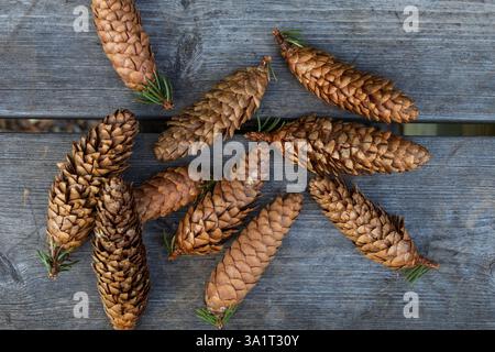Gros plan de pommes de pin soigneusement disposées sur des planches de bois, mettant en valeur des textures naturelles, des tons terreux et des détails complexes des cônes Banque D'Images