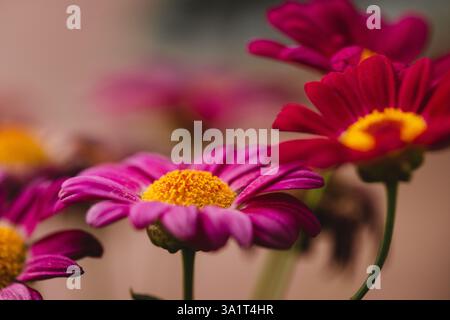 Gros plan Rose brillant Gerbera Daisy Banque D'Images