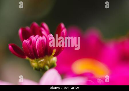Gros plan Rose brillant Gerbera Daisy Banque D'Images