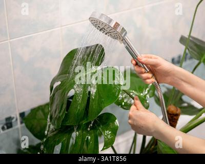Lavage de la feuille monstère de la poussière sous la douche dans la salle de bains. Jungle urbaine et maison de soin des plantes concept. Femme caucasienne lavant la poussière de grandes feuilles de monstère avec des gouttes d'eau de la douche Banque D'Images