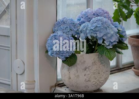 Hortensia bleue fleurit dans un vase sur le rebord de la fenêtre Banque D'Images
