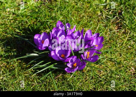 Crocus à fleurs violettes au soleil dans l'herbe d'une pelouse dans un jardin hollandais. Famille des Iridaceae. Mars, pays-Bas Banque D'Images