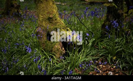 Détail des bluebells à la base d'un arbre Banque D'Images