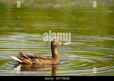 Une femelle canard colvert brun nage dans l'eau, jour ensoleillé d'été, est de la Pologne Banque D'Images