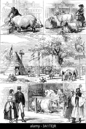 Prix animaux au salon international du bétail de l'exposition de Vienne, 1873. 'Au salon des bovins, des moutons et des cochons... les expositions styriennes et tyroliennes étaient extrêmement intéressantes, tout comme les expositions hongroises, où chaque stalle avait son gardien, vêtu d'une robe blanche lâche élaborée brodée, ou d'un ample manteau de laine blanche orné d'arabesques de tresse rouge et bleue, et portant de fabuleux couvre-chefs et de bottes hautes... la partie la série hongroise, cependant, était la plume séparée de la Kapuvar Agricultural Society... où quelques magnifiques bovins Banque D'Images