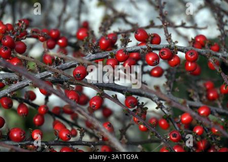 Baies de houx rouge vif sur les branches comme fond, Noël Winterberry Banque D'Images