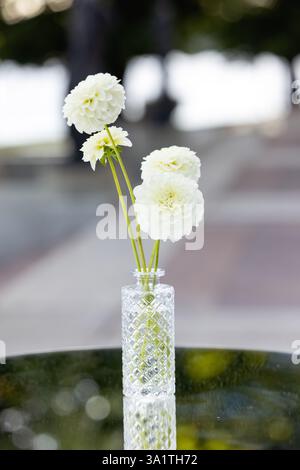 Belles fleurs blanches de gerbera dans un vase avec des tiges sans feuilles. Banque D'Images