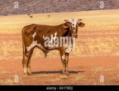 Vache tachetée dans les sables rouges de la vallée de Marienfluss, Namibie Banque D'Images