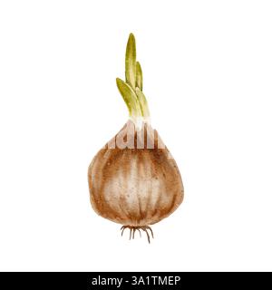 Bulbe de fleur avec feuilles vertes et bourgeon et racines. L'illustration aquarelle convient aux sujets liés à l'écologie, au jardinage, à la nature. Les oignons, une épice pour cuisiner. Banque D'Images