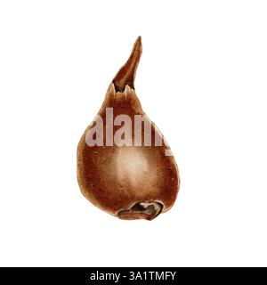 Bulbe de fleur sans feuilles vertes, bourgeon et racines. L'illustration aquarelle convient aux sujets liés à l'écologie, au jardinage, à la nature. Les oignons, une épice pour cuisiner. Banque D'Images