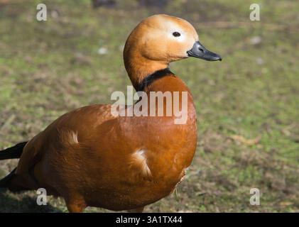 Shelduck Ruddy mâle (Tadorna ferruginea) pris dans la collection captive à WWT Martin Mere, Lancashire, Royaume-Uni le 6 mars 2025. Banque D'Images
