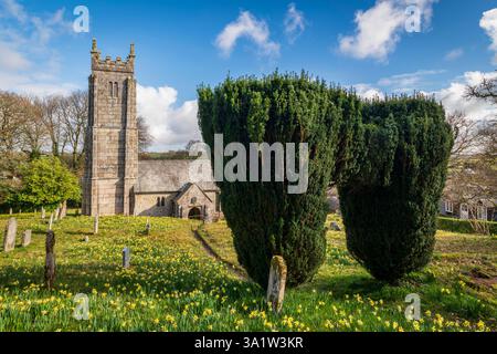Arche de Yew Tree dans le cimetière couvert de jonquille de l'église St Mary the Virgin à Throwleigh, Dartmoor National Park, Devon, Angleterre. Banque D'Images