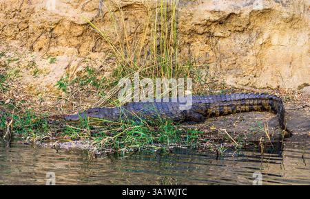 Vue latérale de l'alligator au Riverfront à Sambesi Stripe, Namibie Banque D'Images