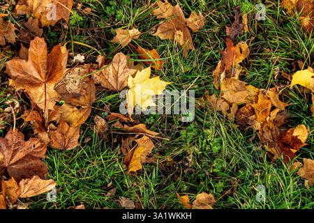 Différentes couleurs, jaune ; brun et orange, feuilles de sycomore pourrissant sur l'herbe verte Banque D'Images