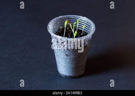 Début de la vie végétale dans un fond sombre. Banque D'Images