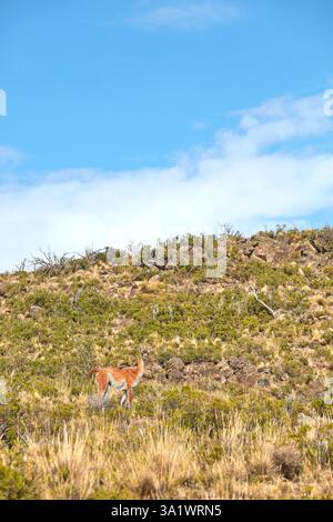 Un guanaco dans un champ de la steppe de Patagonie, Parc National Bosques Petrificados de Jaramillo, Santa Cruz, Deseado, Patagonie, Argentine. Banque D'Images