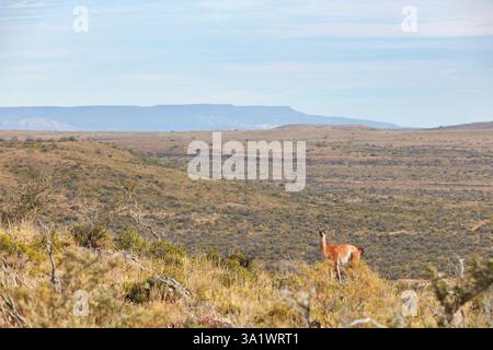 Un guanaco dans un champ de la steppe de Patagonie, Parc National Bosques Petrificados de Jaramillo, Santa Cruz, Deseado, Patagonie, Argentine. Banque D'Images
