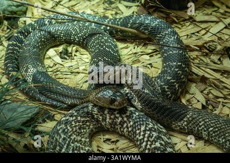 Cobra indienne ou spectaculaire (Naja naja) Naja est un genre de serpents venimeux. Banque D'Images