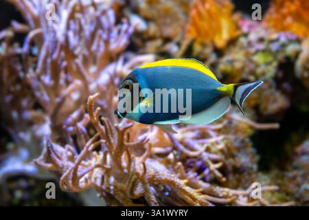 Poisson bleu-blanc, Acanthurus leucosternon / Weißkehl-Doktorfisch Banque D'Images