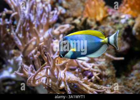 Poisson bleu-blanc, Acanthurus leucosternon / Weißkehl-Doktorfisch Banque D'Images