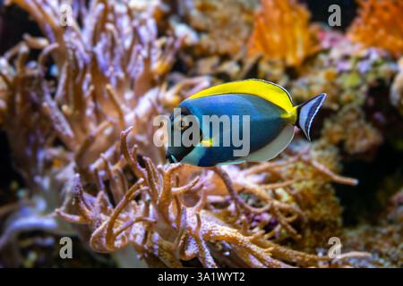 Poisson bleu-blanc, Acanthurus leucosternon / Weißkehl-Doktorfisch Banque D'Images