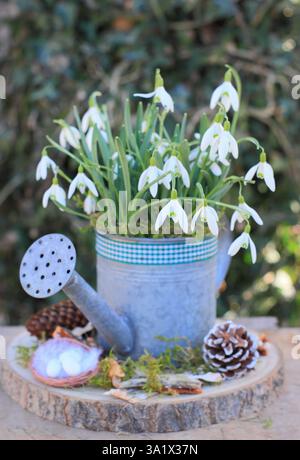 Gouttes de neige. Dispositif d'affichage en forme de goutte de neige. Galanthus nivalis. Arrangement hivernal de gouttes de neige dans un arrosoir de style vintage. Banque D'Images