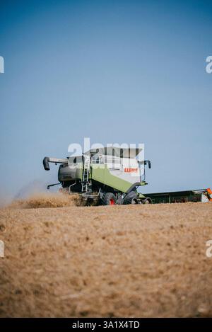 Une grosse moissonneuse-batteuse traverse un champ de céréales. La machine est verte et blanche, et elle se déplace à travers le champ de grain. Le ciel est Banque D'Images