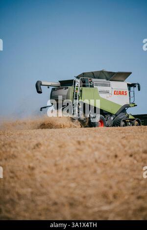 Une grande moissonneuse-batteuse Claas verte et blanche traverse un champ de céréales. La machine est entourée d'un nuage de poussière, ce qui indique qu'elle Banque D'Images