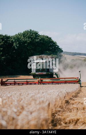 Une grosse moissonneuse-batteuse traverse un champ de blé. La machine est couverte de poussière et il est en train de récolter la récolte. Concept Banque D'Images