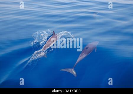 Un dauphin tacheté pantropical, Stenella attenuata, crache la surface de l'océan alors qu'il s'élève pour respirer rapidement au large des côtes du Timor-Leste. Banque D'Images