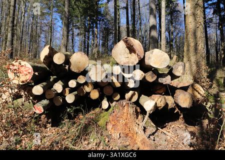 Un bois frais polter au bord de la forêt Banque D'Images