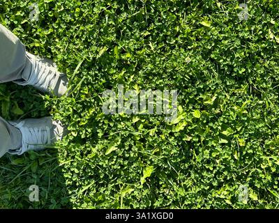 Vue de dessus, pieds dans des baskets dans une pelouse épaisse d'herbe lumineuse avec beaucoup de feuilles de trèfle. Fond texturé de trèfle à trois feuilles. Symbole de l'Irlande. Banque D'Images