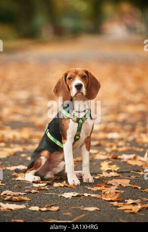 Chien de spaniel cocker mignon est assis sur le sol dans le parc avec des feuilles mortes. Banque D'Images