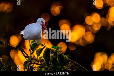 American White Ibis au coucher du soleil dans les marais de Wakodahatchee Banque D'Images