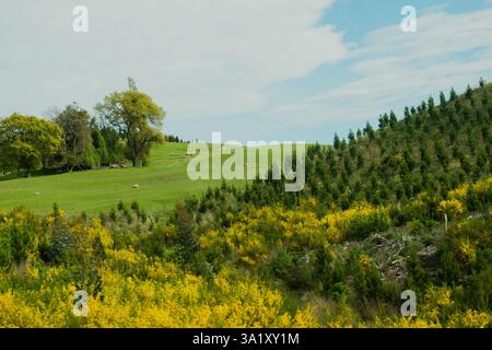 Fleurs jaunes sur une colline herbeuse couverte d'arbres Banque D'Images