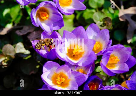 Une abeille se nourrit de fleurs de crocus brillantes, sources précoces de pollen pour la faune des jardins de printemps. Banque D'Images