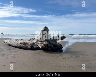 Grand bois Driftwood échoué sur le rivage Banque D'Images