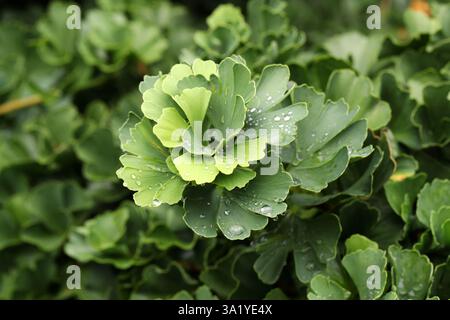 Ginkgo, Gingko ou Maidenhair Tree, Ginkgo biloba, Ginkgoaceae. Asie de l'est. Banque D'Images