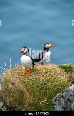 Charmants macareux sur les îles Féroé : merveilles de fin d'été Banque D'Images